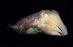 Comman cuttlefish,Plymouth. 60mm. by Derek Haslam 